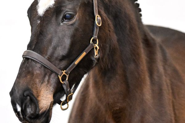 Nimv van de Donkhoeve - 1