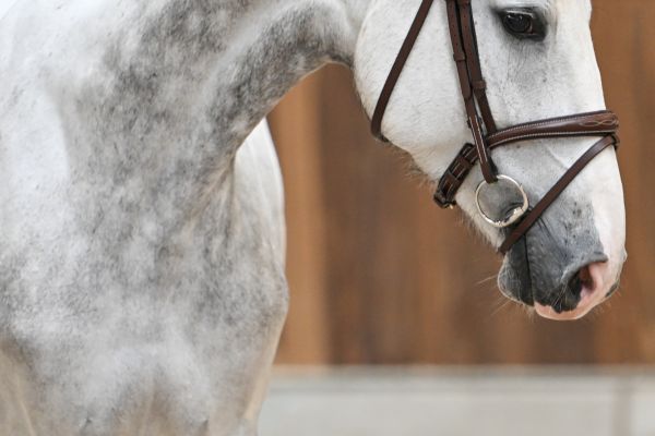 Easter Van Twelve Oaks Z 1