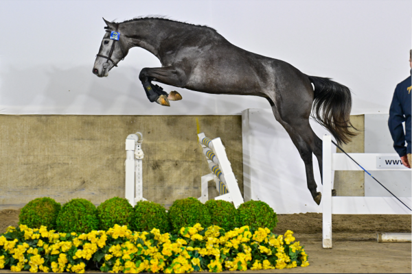 Star Fire van de Vossingers Z