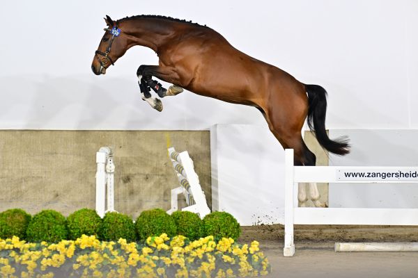 Chuck van de Spievahoeve Z