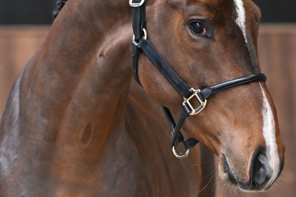 Jag L & L Fortuna Z 1