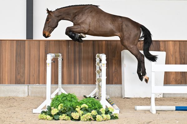 Rhytmus-K van Kattenheye Z 2