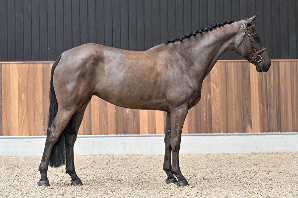 Karolien van't Prinsenveld Z 3