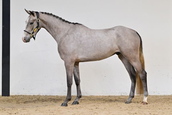 Chardonnay Keros Z 3