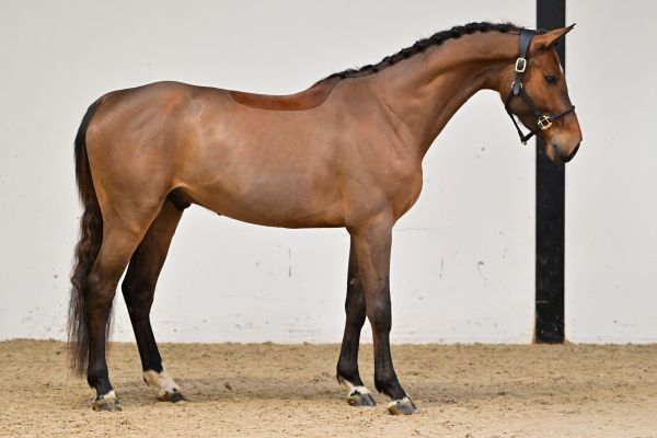 Don Diego de Bornival Z 3