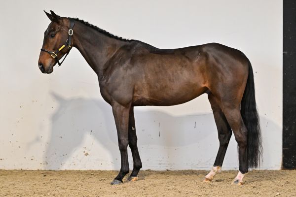 Osiris du Grand Routheux Z 3