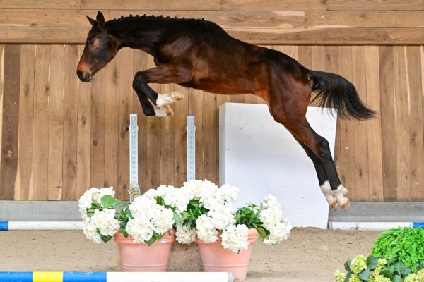 Bonaparte vd Molenaarelst Z 2