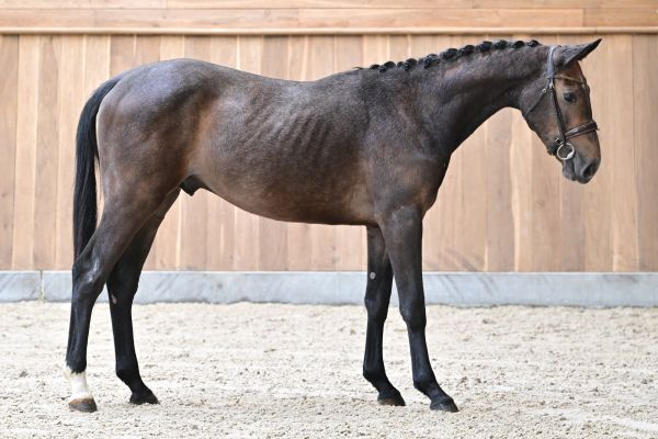 Never Too Late De La Hamente Z 3