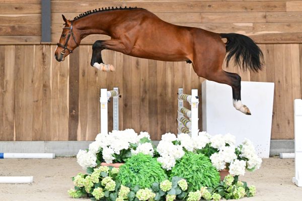 Seigneur de Saint Martin 2