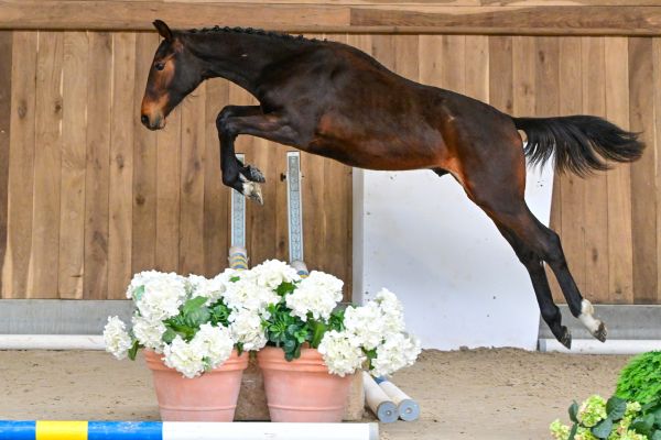 Tokyo GL de Moranfayt 2