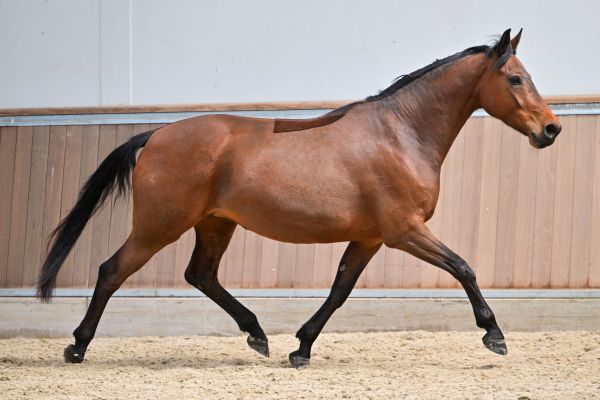 Caleche vd Berghoeve Z 6