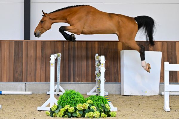 Casanova vd withoeve Z 2