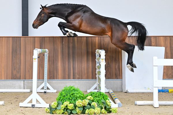 Thibajo vh Beeckhof Z 2