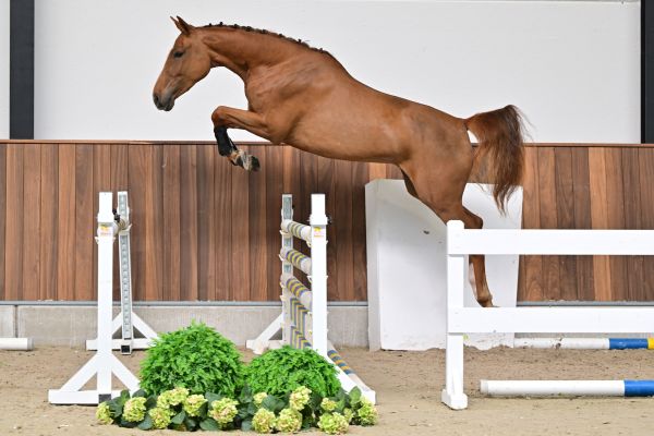 Annabelle van het Bildeken 2