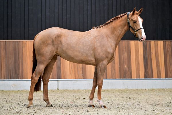Astoria van het Doornebos 3