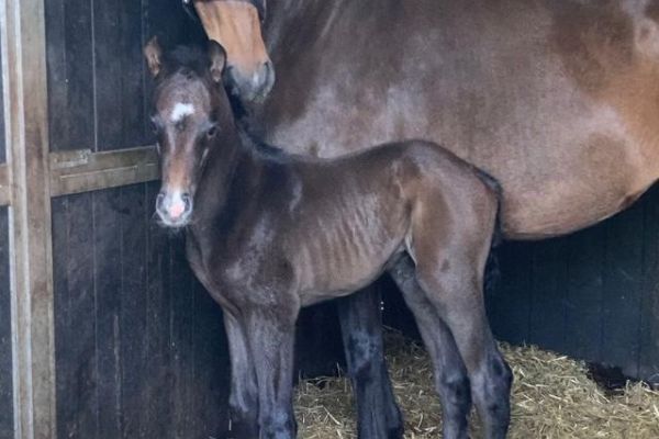 Foal Cornet Obolensky x Lorena van de Heide