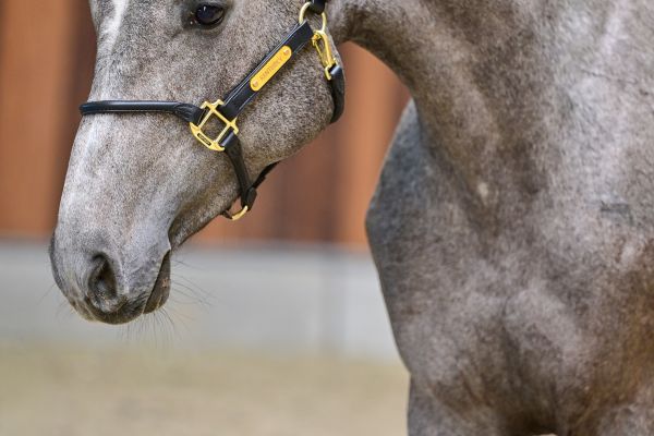 Clarissima vd Holsteinerhoeve Z 1