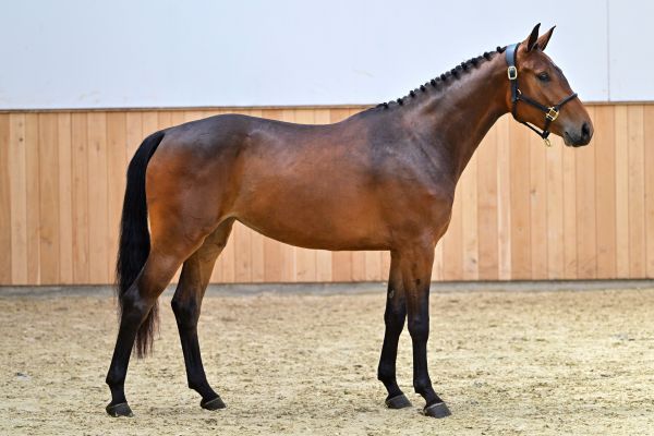 Tarlotte ES 3