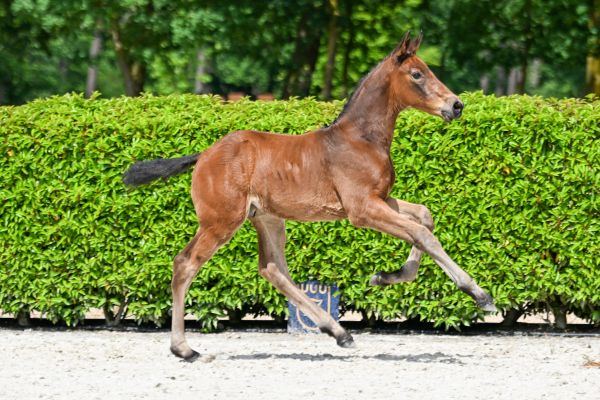 Chokotoff Du St Georges Z 3