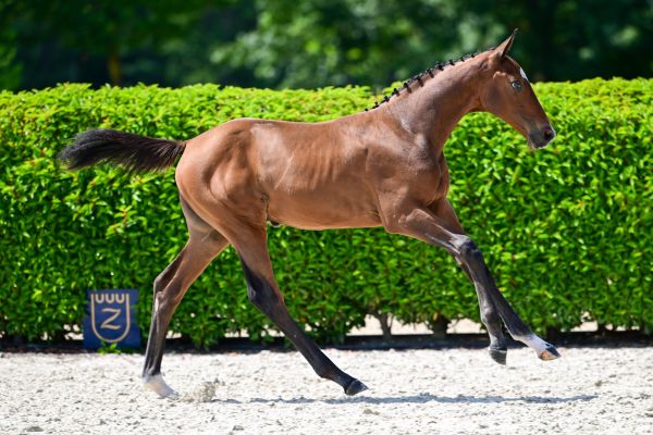 Duplantis de Jolie Z 3