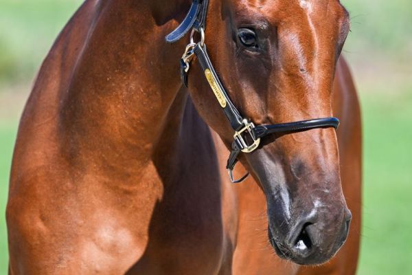 Charming Luci vd XXLNT Farm z 1