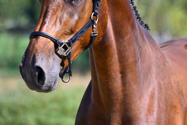 Eline Diva VDL Z - 2