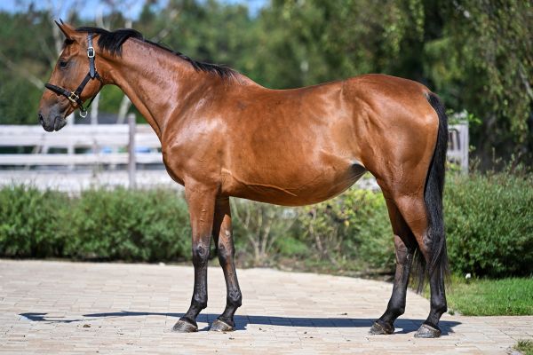 Nikita de la Vie - 1