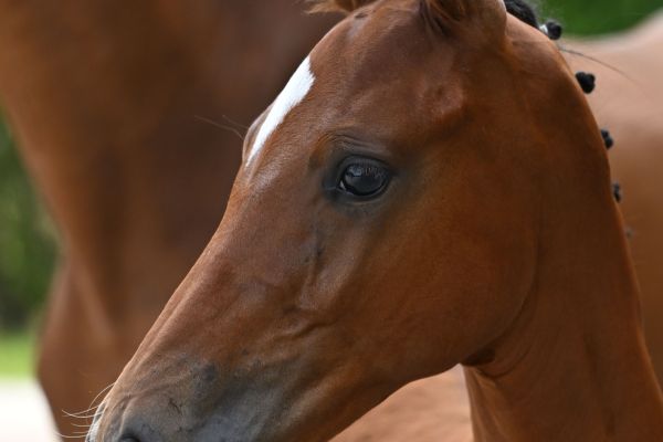 Nadiqi vd Helenahoeve Z