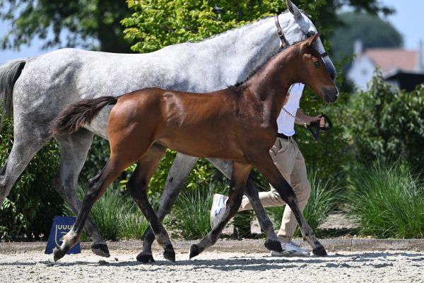 Maximus de la Naiade Z