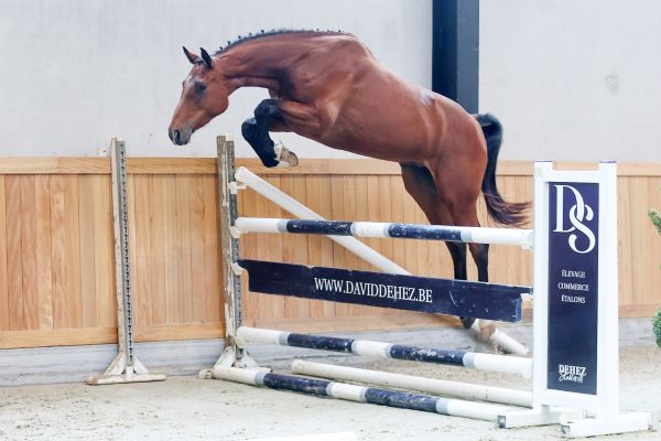 Quoeur de Brookline DS - 4