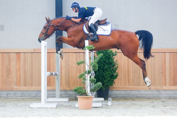 Papillon de Nalonsart