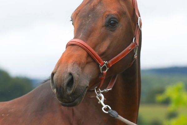 Carleye Blofagnu Z - 2