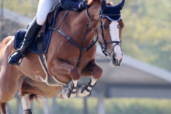 Decibelle du Seigneur - 2