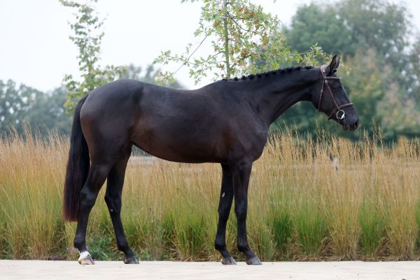 Valente van 't Prinsenveld Z - 5