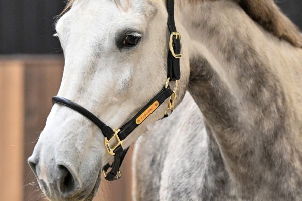 ROMANA-K VAN 'T KATTENHEYE - 3