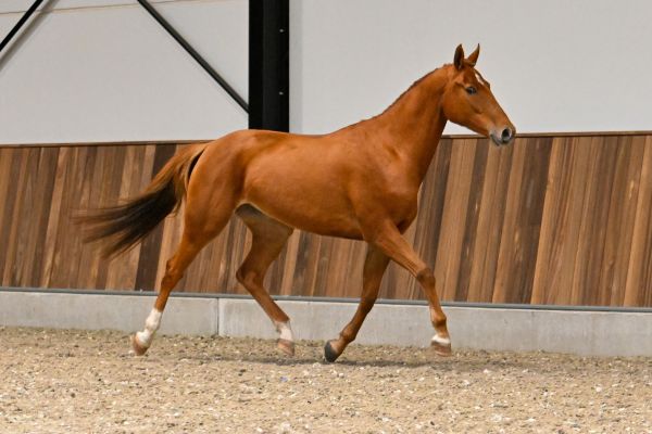 TWILIGHT VAN 'T ROOSAKKER - 1