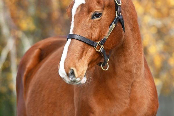 Baronette O'Planck - 3