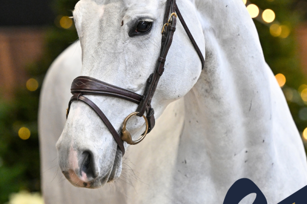 Tortuga van de Trepkes