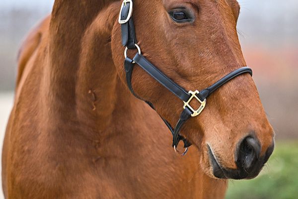 Quite Easy van Dorperheide