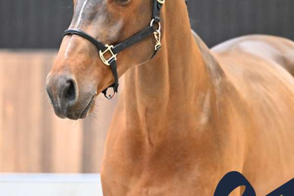 Waikiki van de Smidshoeve