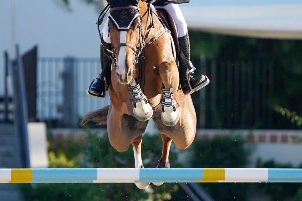 Kaprice - Kent Farrington