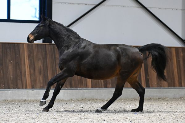 Iloise-K van Kattenheye Z - 3