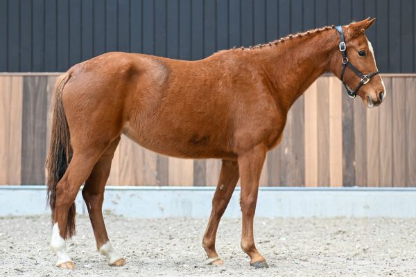 Coco Chanel Pommex Z - 2