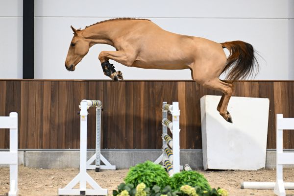 Gala vd Berghoeve Z - 4