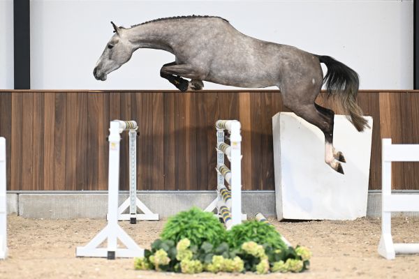 Voila vd Berghoeve - 2