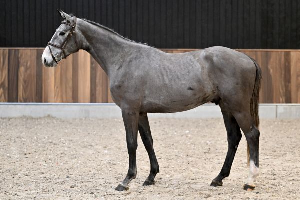 Cico van het Kraeyenboschhof Z 