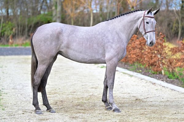 Colgate vd Berghoeve Z 