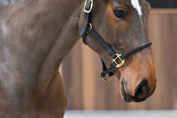 Tweety van't Pardassenhof - 2