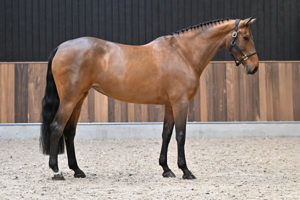 Ushi van de Berghoeve