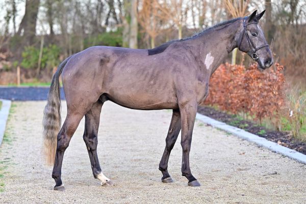 Chezebee du Caillou Z